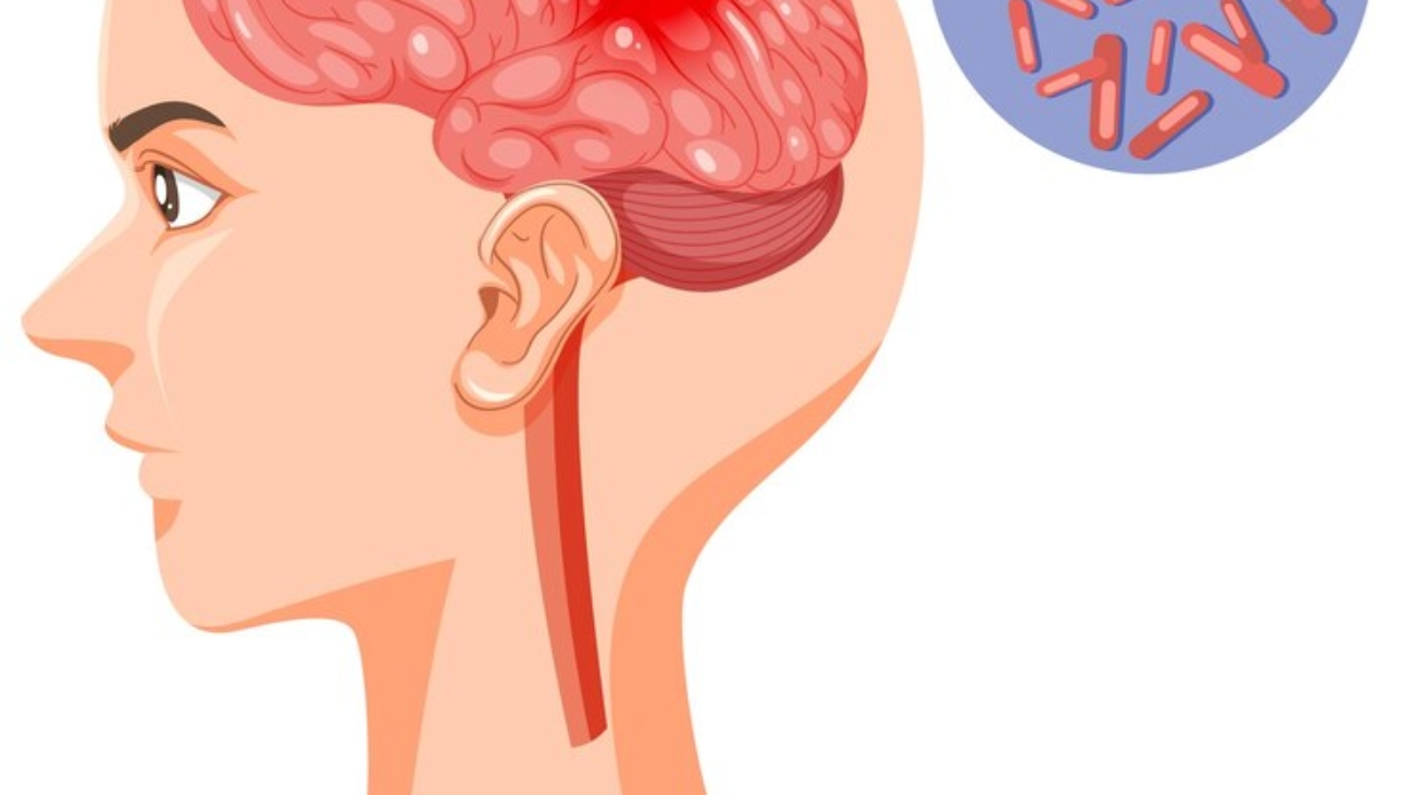 seccion-cabeza-humana-cerebro_1308-92747